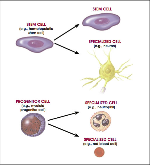 Origin of the blood cell