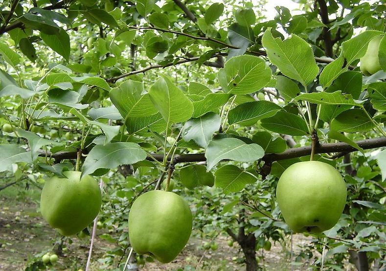 梨树 Pear