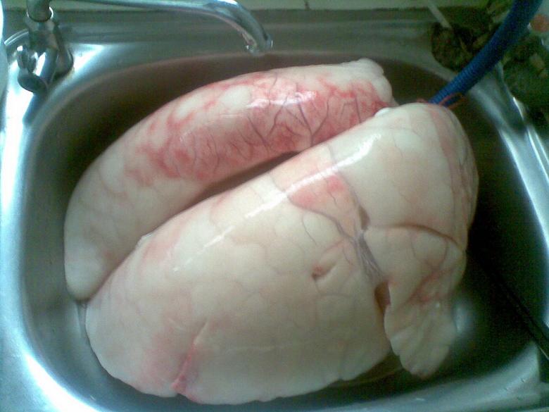 猪肺