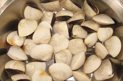 白贝 Tcm Herbs Tcm Wiki