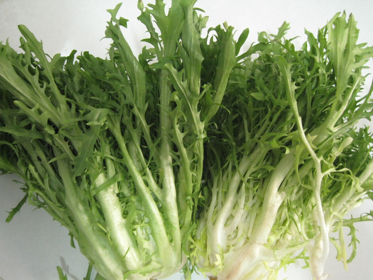 苦菜 Tcm Herbs Tcm Wiki