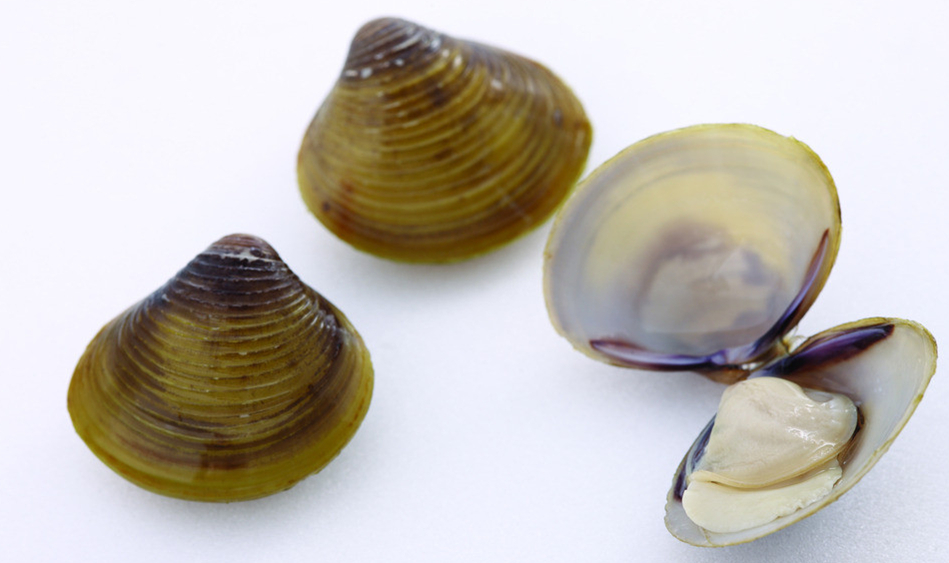 Clam - Wikipedia