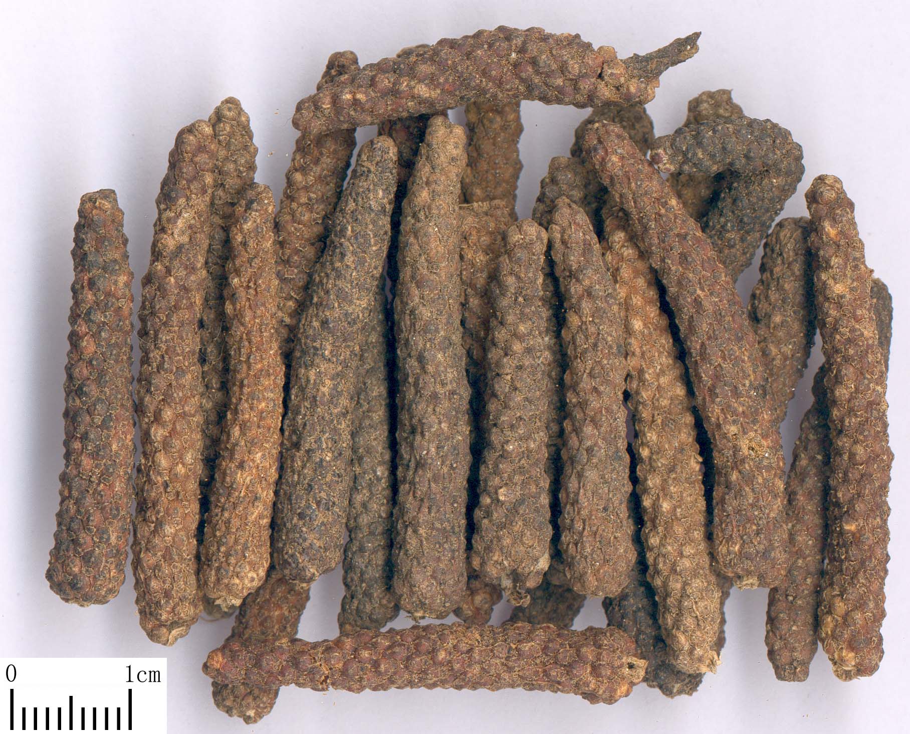 Hou Po - TCM Herbs - TCM Wiki