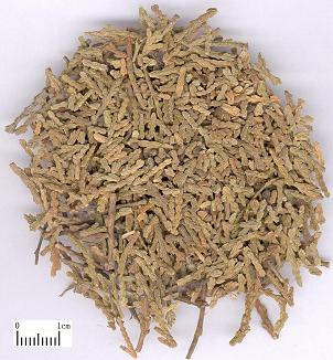 侧柏叶 Tcm Herbs Tcm Wiki