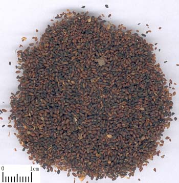 Shan Zhu Yu - TCM Herbs - TCM Wiki