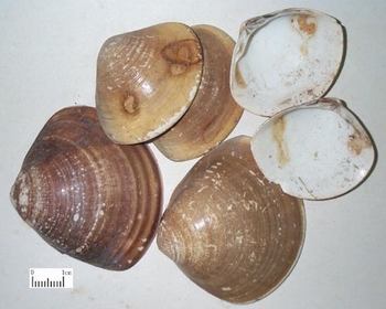 Ha Ke (Clam shells) in Chinese Medicine