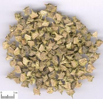 Bai Ji Li Tcm Herbs Tcm Wiki