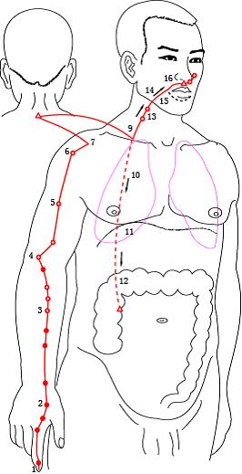 Yangming Large Intestine Meridian of Hand