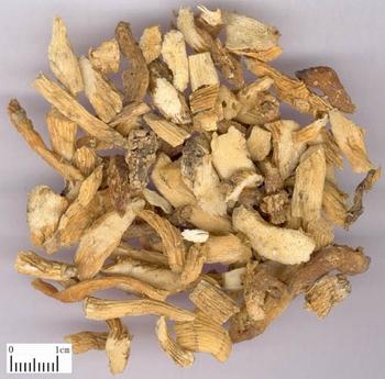 Shan Zhu Yu - TCM Herbs - TCM Wiki