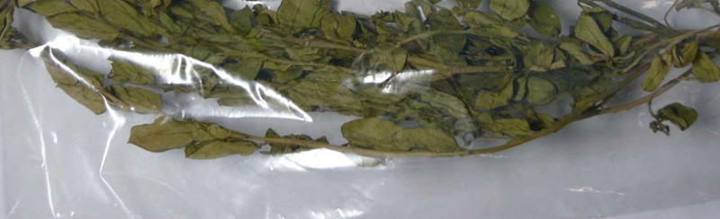 大金牛草 