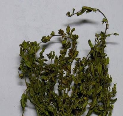 小金牛草