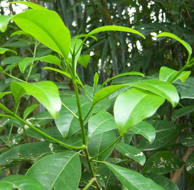 山油柑叶