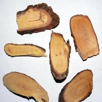 枣树根 
