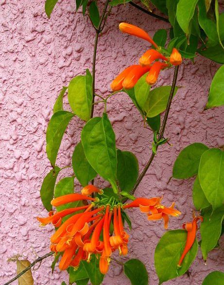 炮仗花