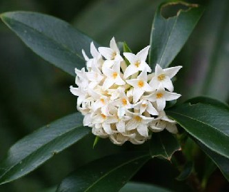 瑞香花