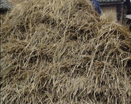 稻草
