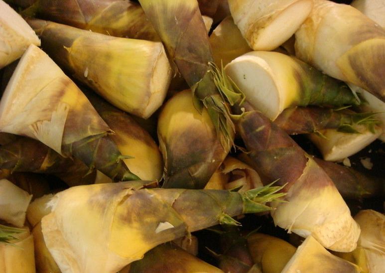 Oldham bamboo shoot TCM Herbs TCM Wiki