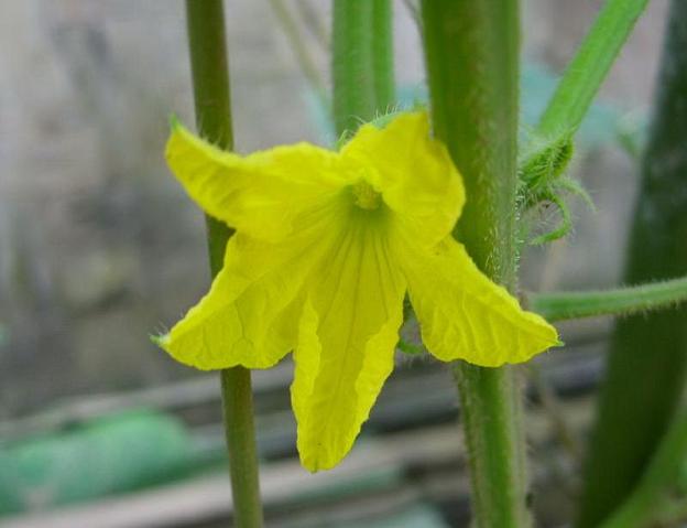 苦瓜花