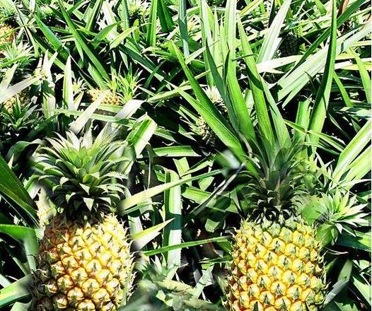 菠萝根叶