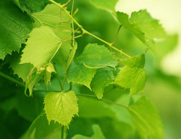 葡萄藤叶
