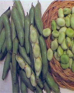 蚕豆荚壳