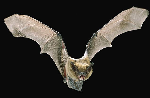 蝙蝠
