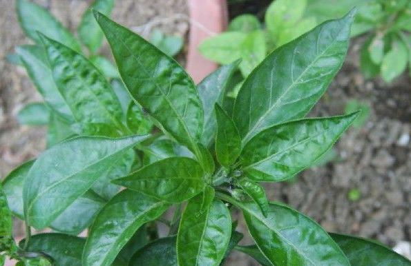 辣椒叶