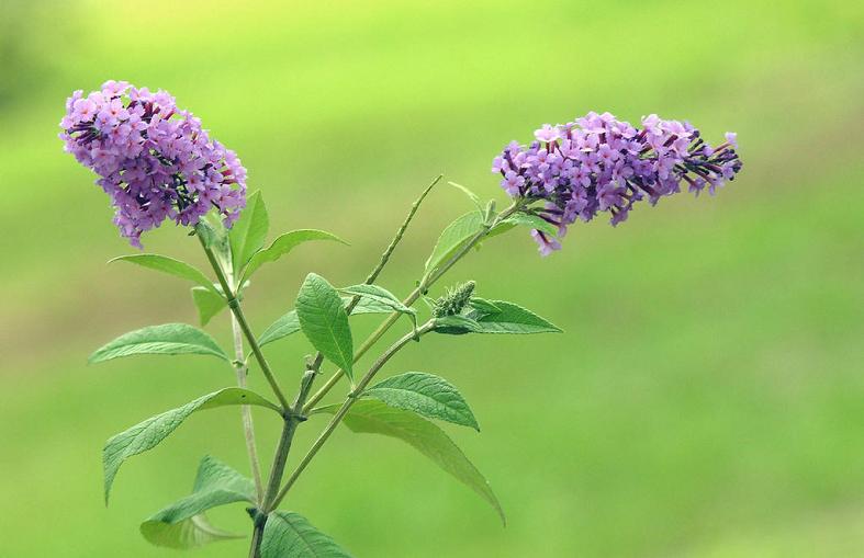 醉鱼草花