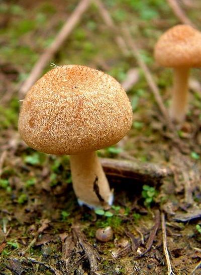 野蘑菇 