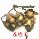 香椿子