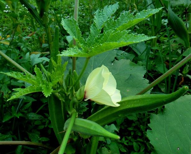黄蜀葵茎