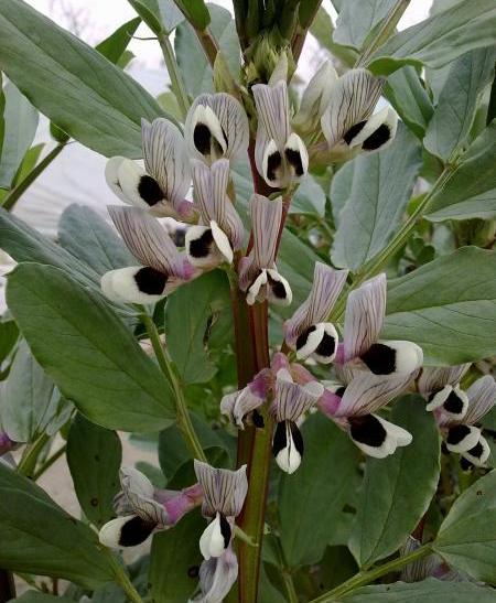 黑大豆花 