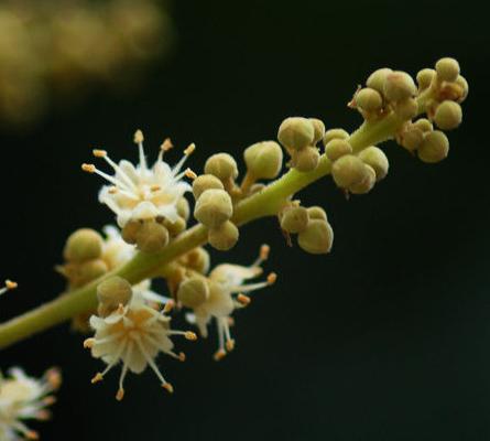 龙眼花